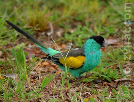 papousek-collettuv_vtx42yl